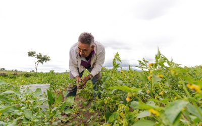 Desarrollo Económico y Agrícola de San Pedro Navolato